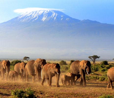 Elefantengruppe in Kenia