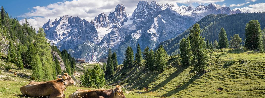 Kühe auf grüner Almwiese vor den Dolomiten in Südtirol