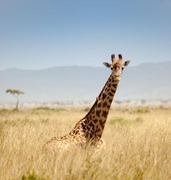 Giraffe steht in der Steppe Afrikas und blickt in die Kamera