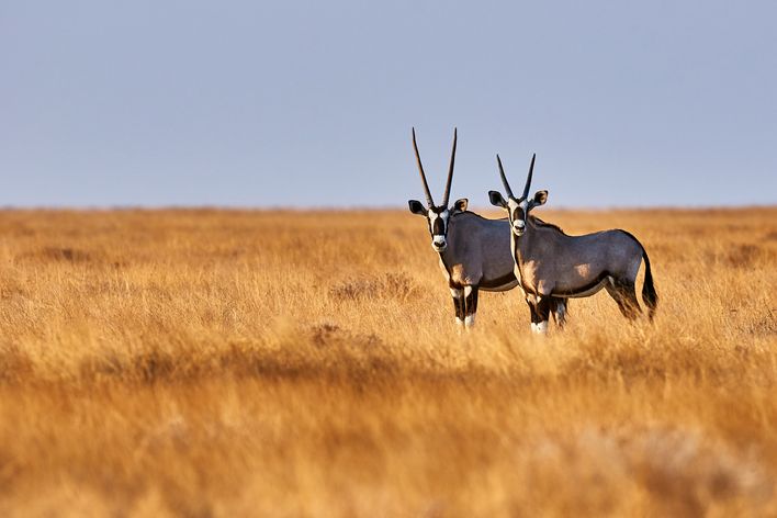 Antilopen in der Kalahari Wüste