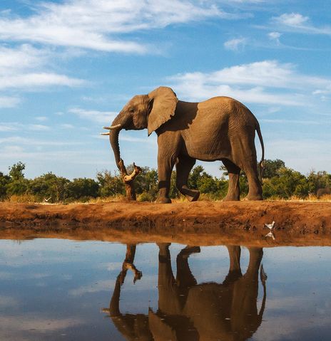 Elefant Spiegelung