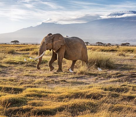 Elefant in Kenia