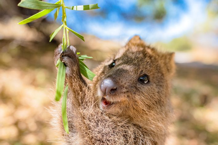 Quokka in Australien