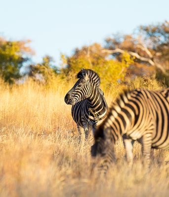 Ein Zebra steht im goldenen Gras des Kruger-Nationalparks zwischen Bäumen und dichtem Buschland