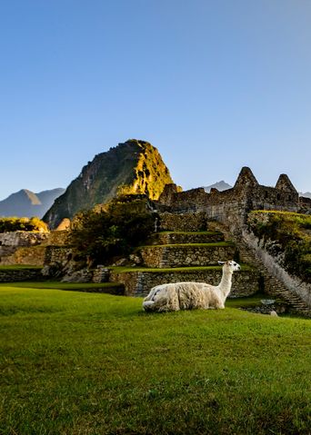 Lamas in Machu Picchu