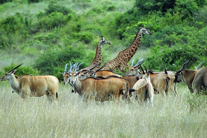 Nairobi Nationalpark in Kenia