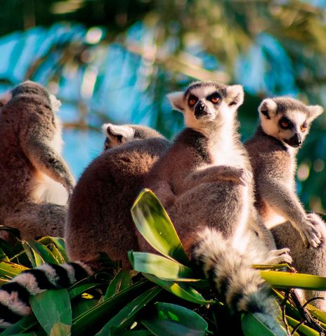 Lemuren sitzen in einem Baum