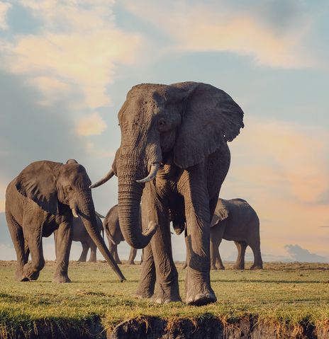 Elefant in Botswana