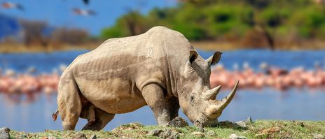 Nashorn