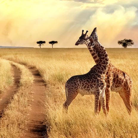 Giraffen im Chobe Nationalpark