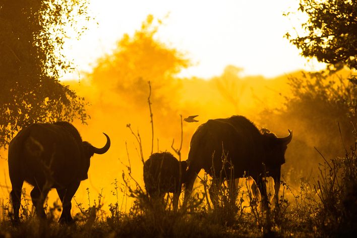 Eine Büffelherde im Chobe Nationalpark in Botswana im Sonnenaufgang