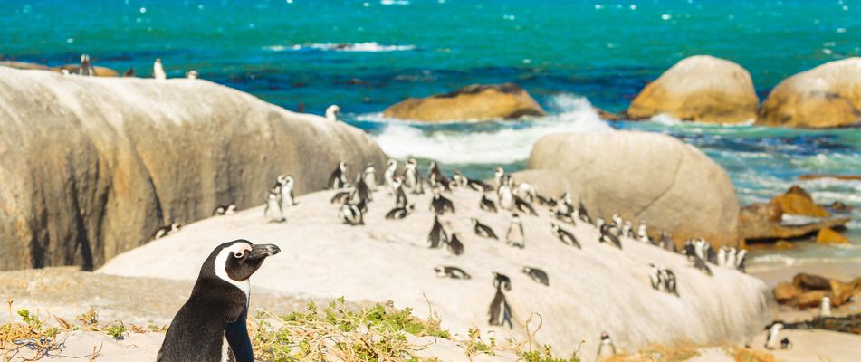 Pinguine am Boulder Beach in Südafrika