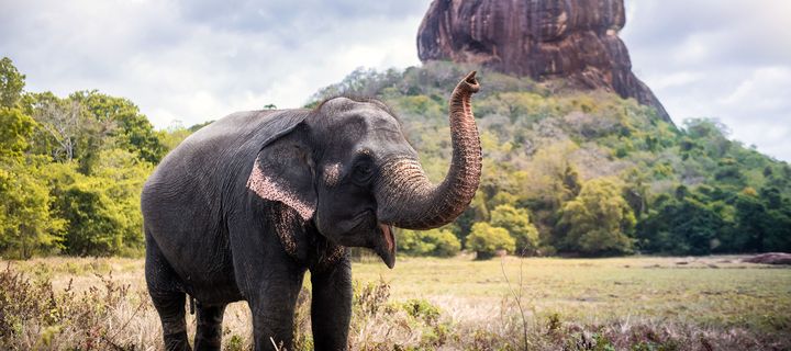 Elefant in Sri Lanka