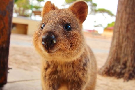 Quokka in Tasmanien, Australien