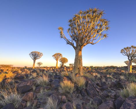 Beeindruckende Natur & wilde Tierwelt-3