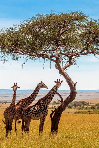 Giraffen bei einer Safari in Kenia