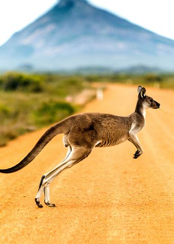 Känguru in Australien