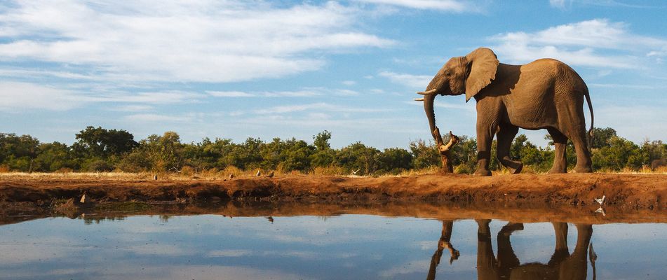 Elefant in Botswana