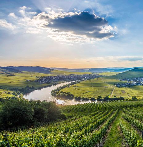 Landschaft an der Mosel