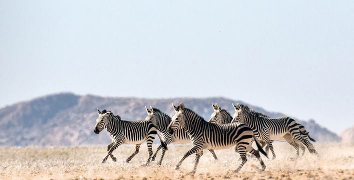 Eine Gruppe Hartmann-Bergzebras läuft in einer halbtrockenen Landschaft