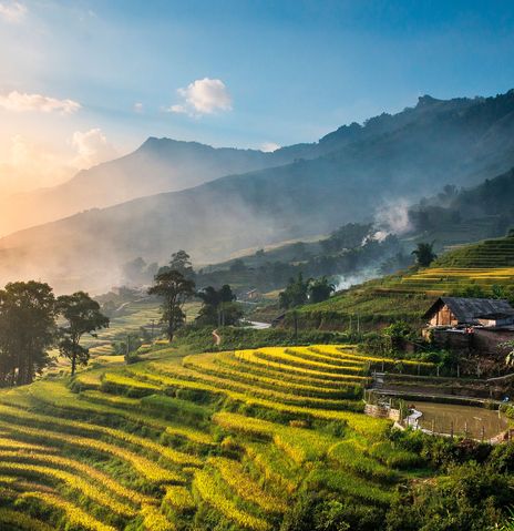 Reisfelder in Vietnam