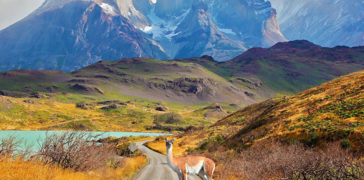 Lama auf einer Straße in Chile