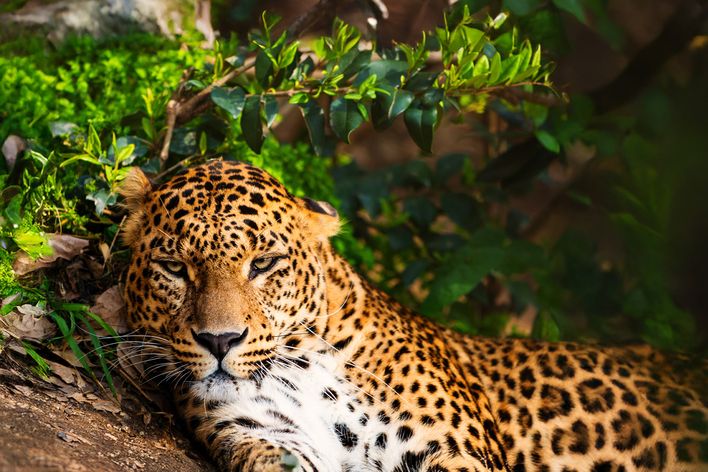 Leopard