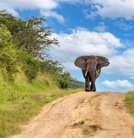 Elefant im Queen Elisabeth Nationalpark in Uganda