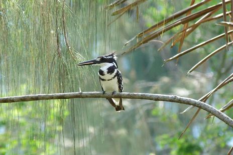 Ein kleiner exotischer Vogel sitzt zwischen hohen Schilfhalmen und blickt aufmerksam durch das dichte Grün.