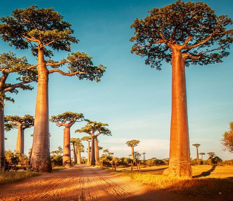Baobab Allee in Madagaskar