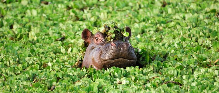 Nilpferd in Kenia