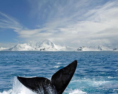Kreuzfahrt mit Sapphire Princess ab/an Buenos Aires, bzw. von San Antonio bis Bunos Aires
