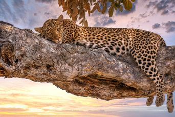 Leopard ruht auf einem Ast im Moremi-Wildreservat in Botswana