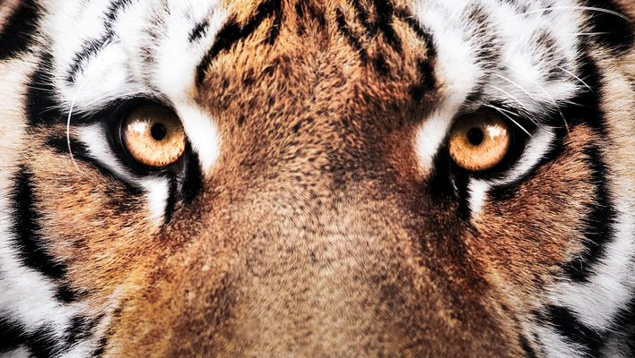 Nahaufnahme von einem Tiger 