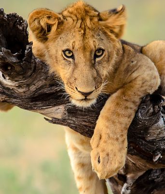 Löwe in Namibia