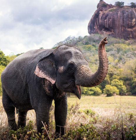 Elefant vor Löwenfelsen in Sri Lanka