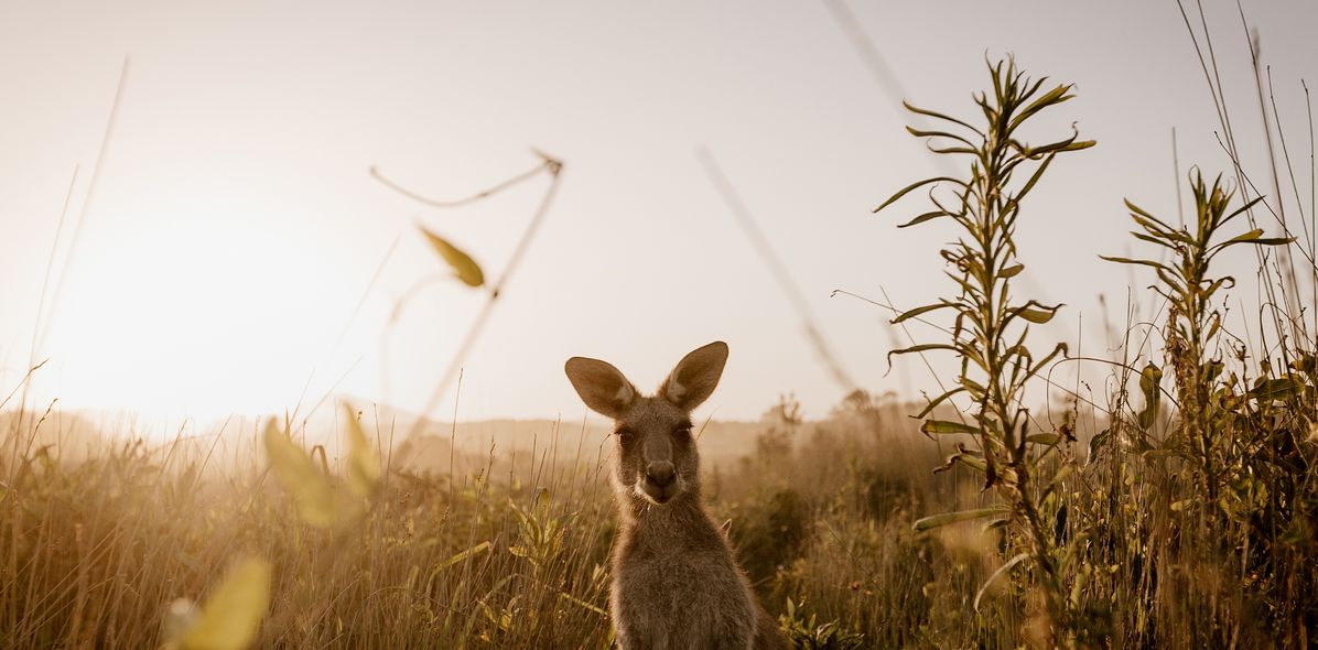 Känguru in Australien