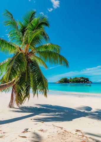 Palme am Karibik Strand