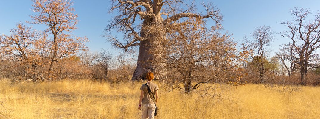 Eine Touristin läuft zu Fuß durch die Savanne im Chobe Nationalpark auf einen Baobab-Baum zu, Botswana