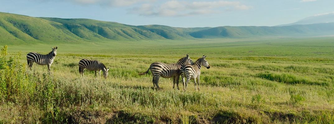 Zebras im Ngorongoro Krater