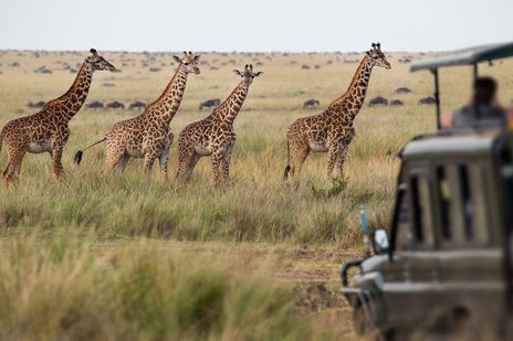 Gruppe von Giraffen in der Savanne während einer Safari in Kenia