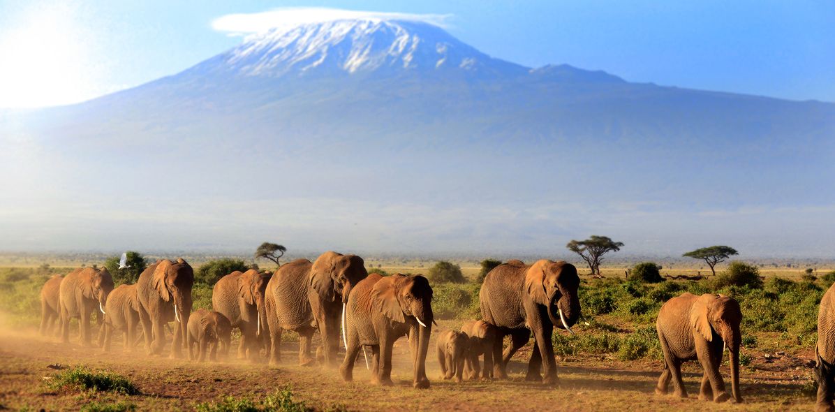 Elefantengruppe vor dem Kilimandscharo in Kenia