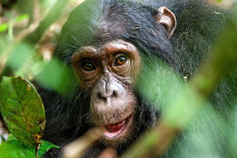 Schimpanse im Wald von Uganda