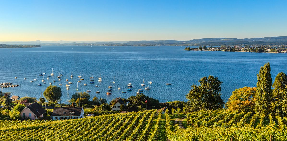 Ausblick auf den Bodensee und die Weinberge am Ufer