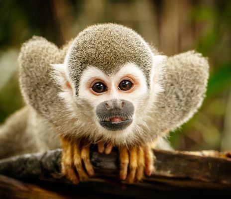 Kleiner Affe in Ecuador
