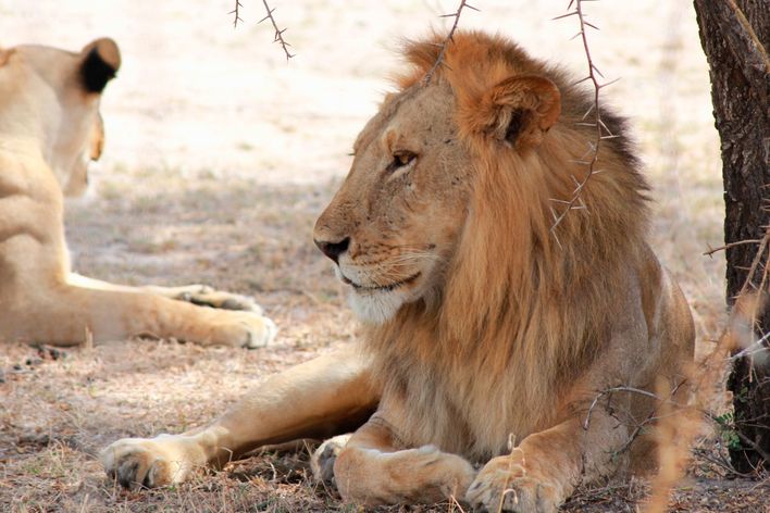 Löwen im Selous Reservat