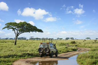 Safarifahrt in Tansania