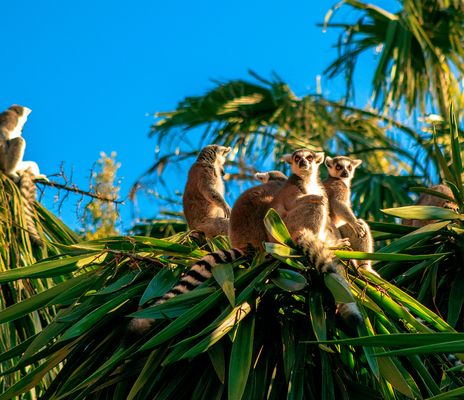 Gruppe von Lemuren klettert in den Bäumen, Madagaskar