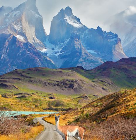 Lama in der Landschaft von Chile