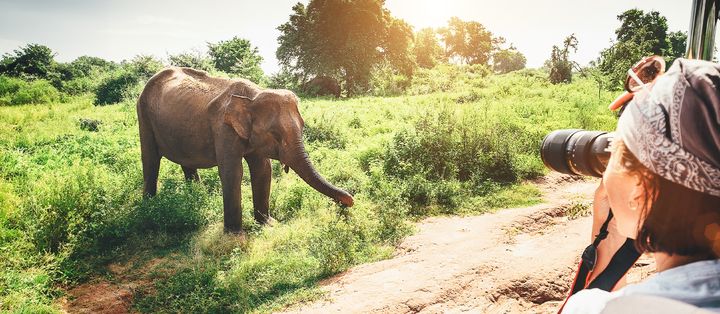 Frau fotografiert Elefanten auf Safari in Afrika bei Tageslicht